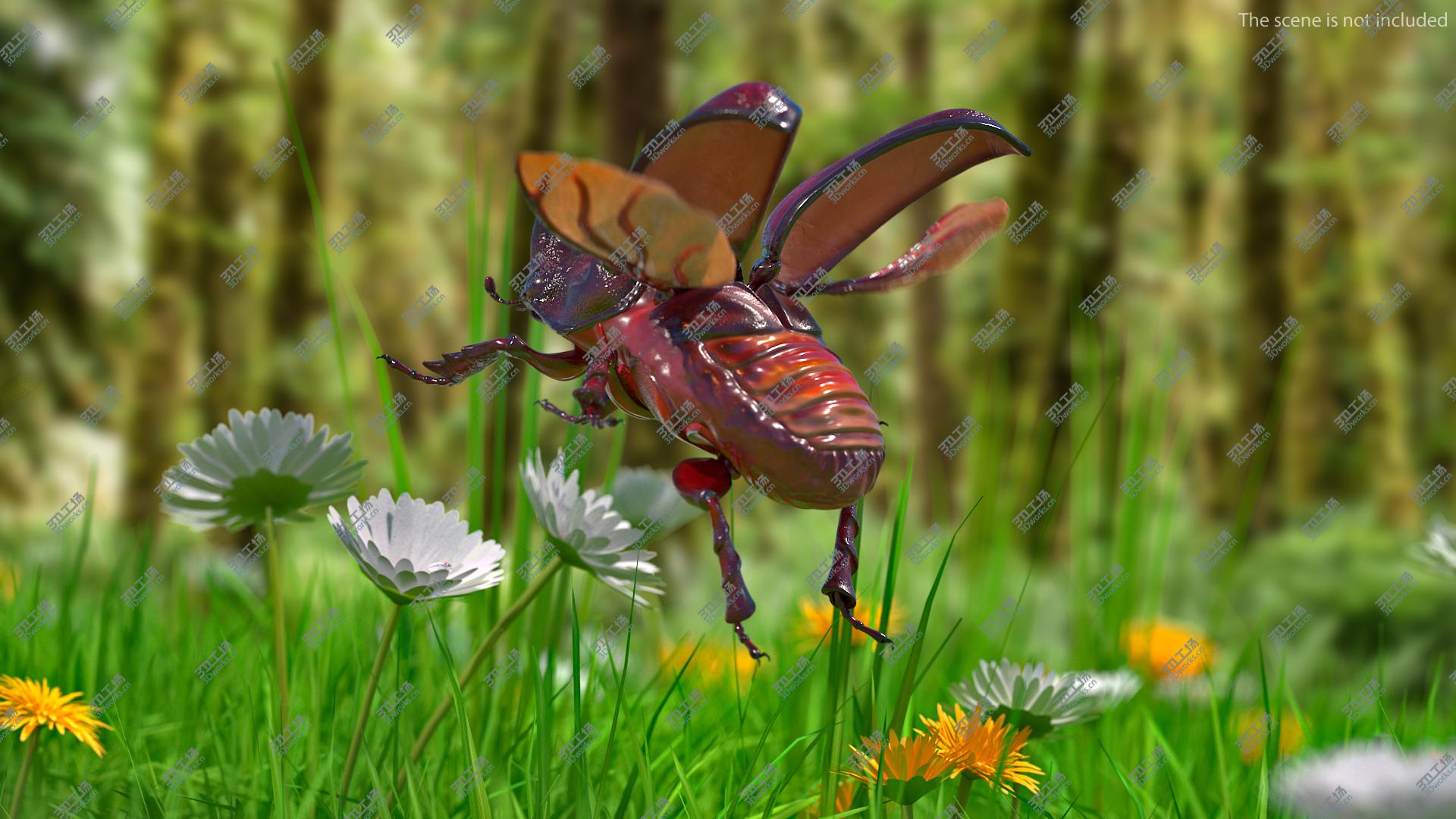 images/goods_img/202104093/Rhinoceros Beetle Oryctes Nasicornis Flying 3D model/4.jpg